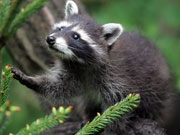 Picture of racoon.